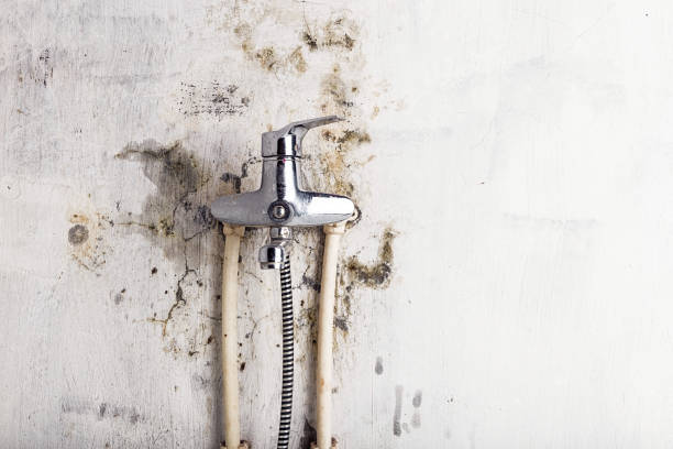Best Toxic Mold Removal  in Oskaloosa, IA