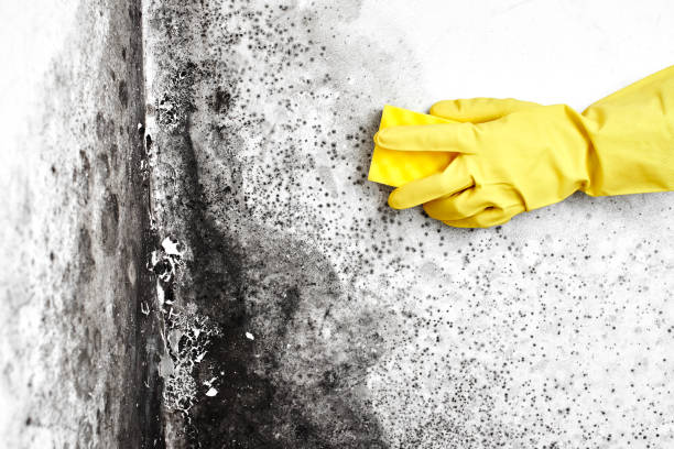 Best Certified Mold Removal  in Oskaloosa, IA