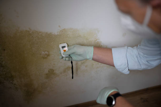 Best Office Mold Removal Services  in Oskaloosa, IA