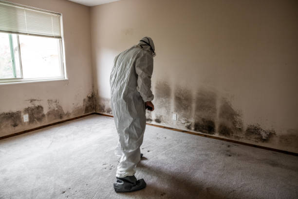 Best Attic Mold Removal  in Oskaloosa, IA