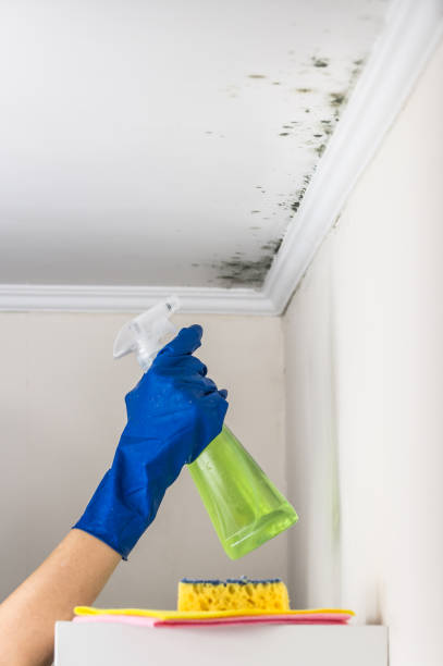 Best Mold Testing  in Oskaloosa, IA